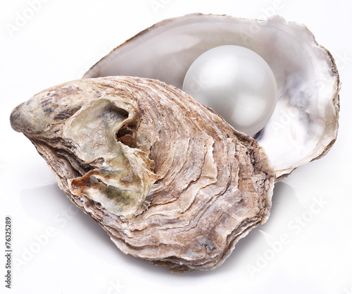 Oyster with pearl isolated.