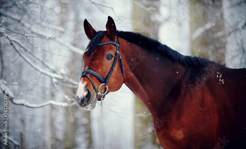 Fototapeta Naklejka Na Ścianę i Meble -  Portrait of a sports horse in the winter.