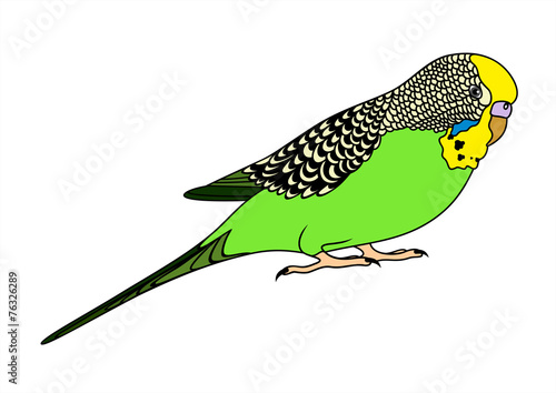 Vector illustration of green budgie