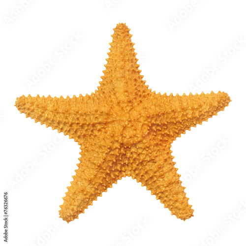 Caribbean starfish isolated on white background.