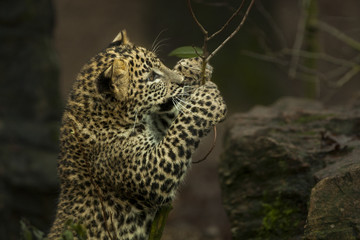Fototapete Panther Sri-Lanka-Leopard spielt mit Ast  © photoPepp
