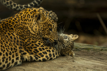Fototapete Panther Leopardenjunges spielt mit Mutter  © photoPepp