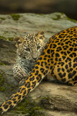 Fototapete Panther Sri-Lanka-Leopard sucht Deckung im Gebüsch  © photoPepp