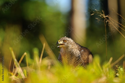 Northern goshawk head