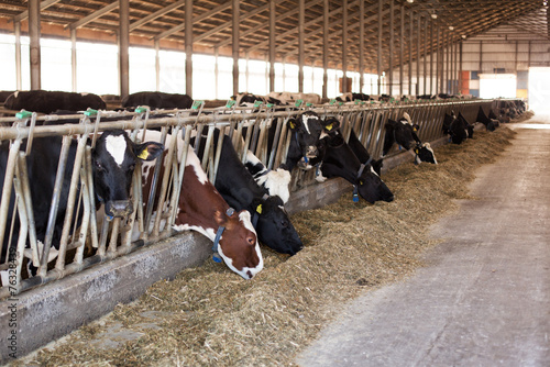 A lot of cows on the farm © Aleksey Sergeychik