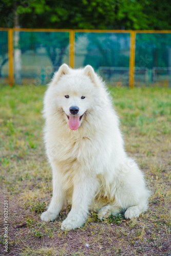 one samoed dog white