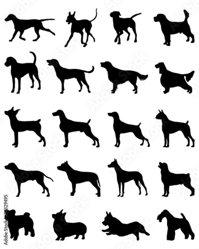 Black silhouettes of different breeds of dogs, vector