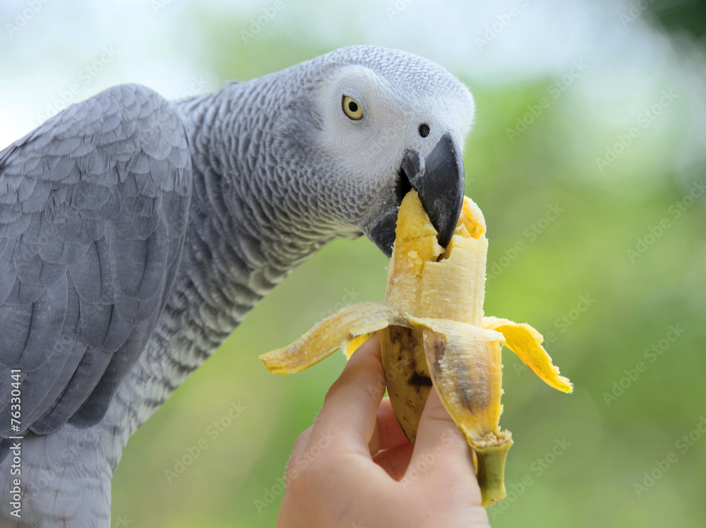 Fototapeta premium parrot bird