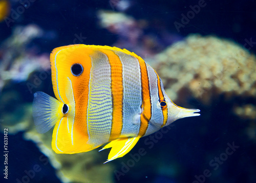 Copperbanded butterflyfish