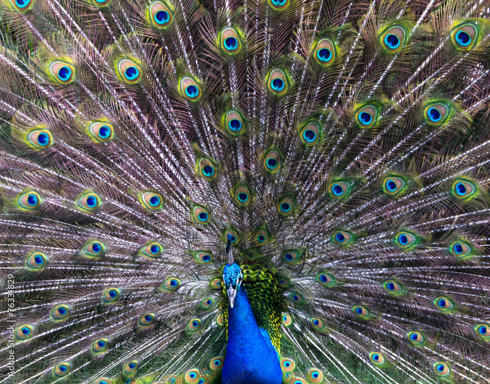 Fototapeta premium peacock