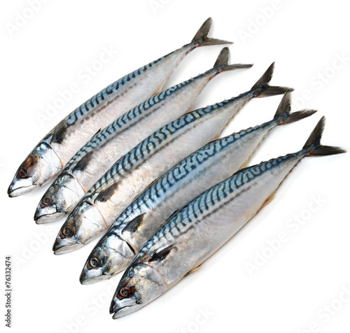 Fresh mackerel fishes
