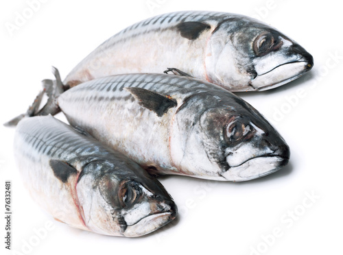 Fresh mackerel fishes