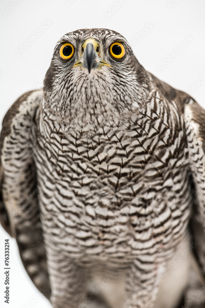 Fototapeta premium Fanciers hawk