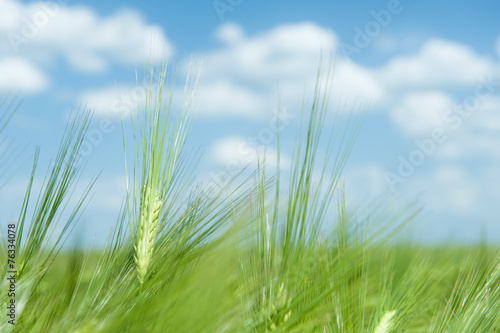 green wheat field and blue sky spring landscape