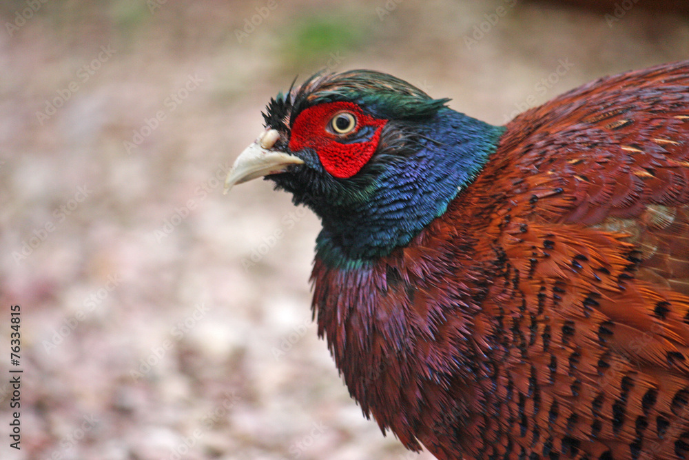 Obraz premium pheasant
