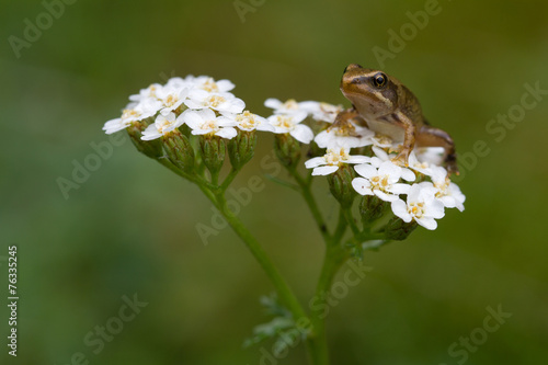 Happy frog