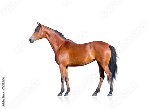 Bay horse isolated on white background