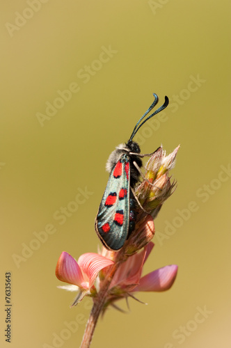 Insect