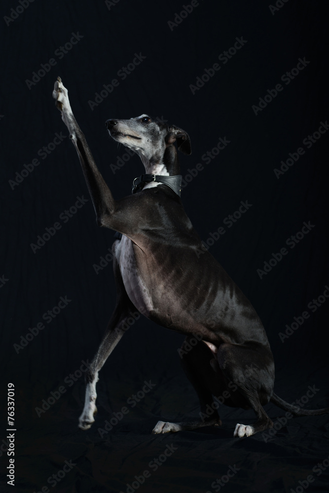 Fototapeta premium Greyhound dog sitting and lying posing careful and majestic