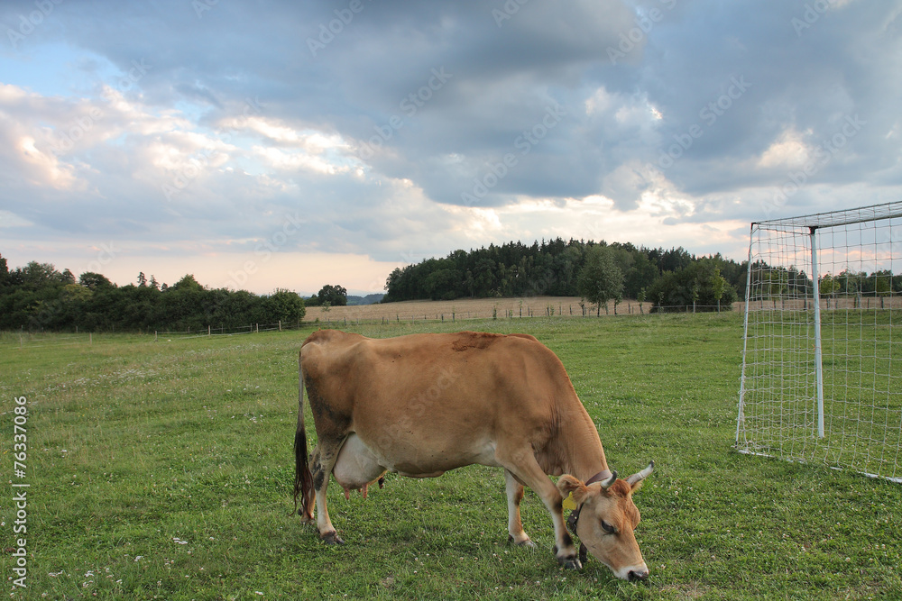 Jersey cow grazing on a summer pasture betwen football goal Jersey cow grazing on a summer pasture betwen football goal