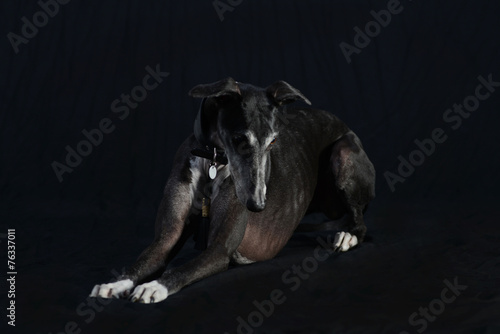 Greyhound dog lying and sitting with neck majestic