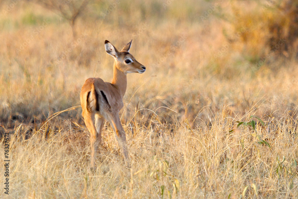 Baby impala following the mother Baby impala following the mother