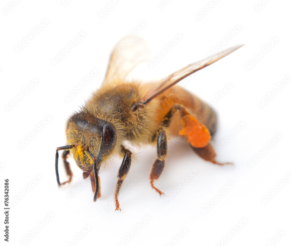 bee isolated on the white bee isolated on the white