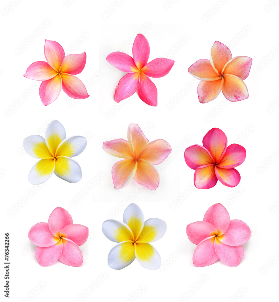 Frangipani flower isolated on white Frangipani flower isolated on white