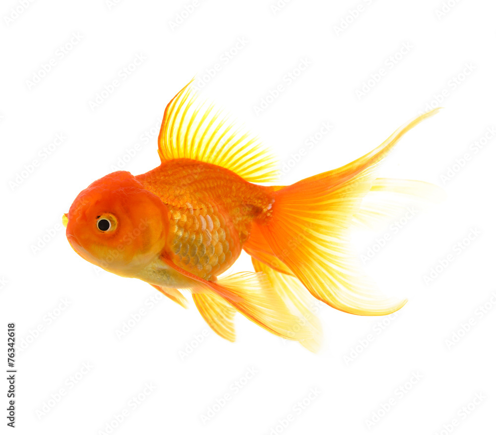 Obraz premium Goldfish on White Background