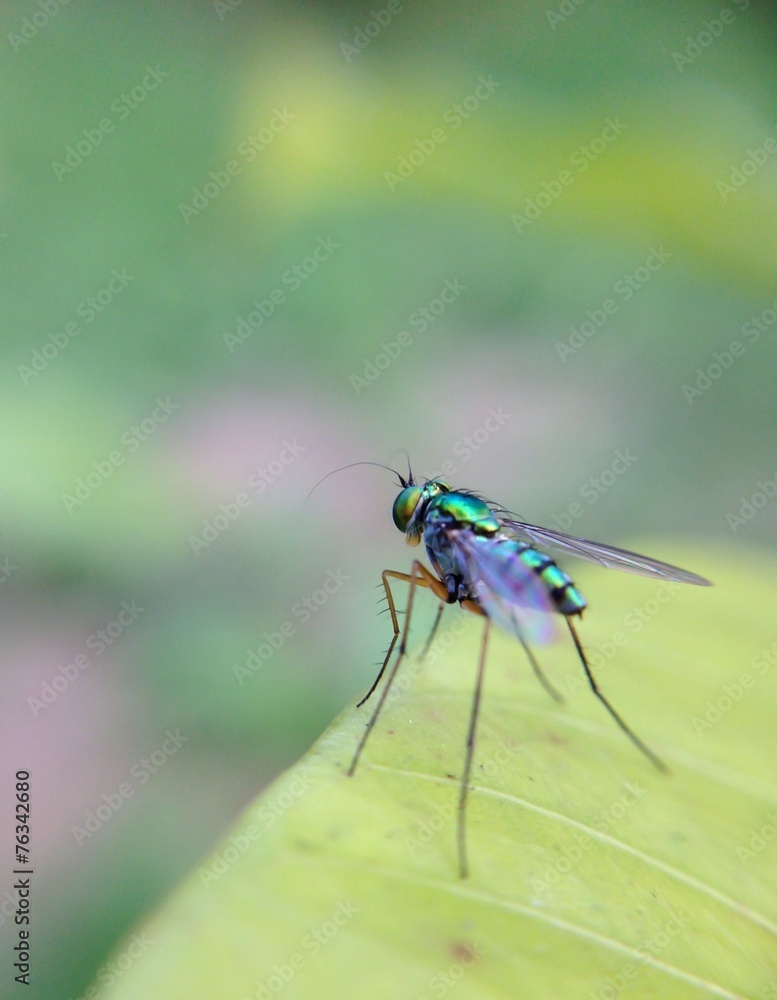 Fototapeta premium opalescent fruit fly