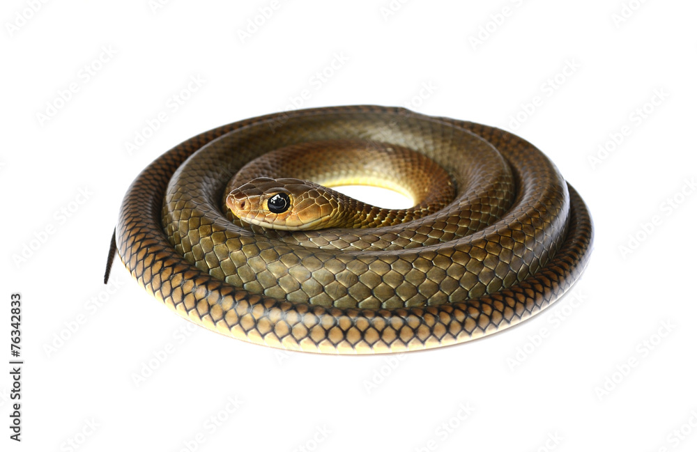 snake isolated on white snake isolated on white