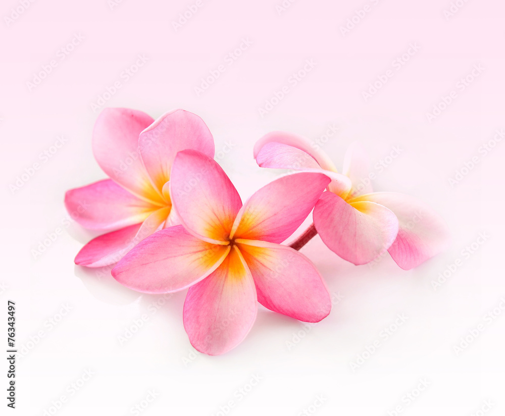 Frangipani flower isolated on white