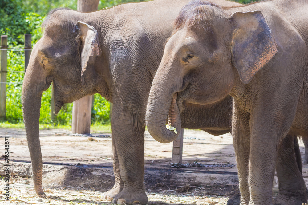 Fototapeta premium Indian Elephants, Malaisia..