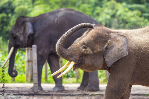 Indian Elephants  Malaisia..