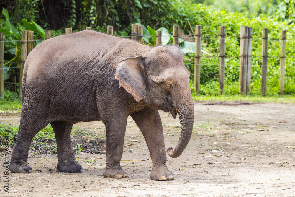 Indian Elephant, Malaisia..
