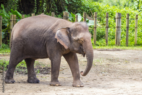 Indian Elephant, Malaisia.. © trubavink
