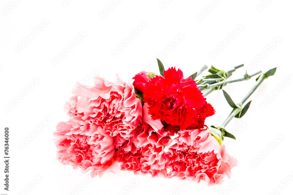 closeup carnation flower on white background closeup carnation flower on white background