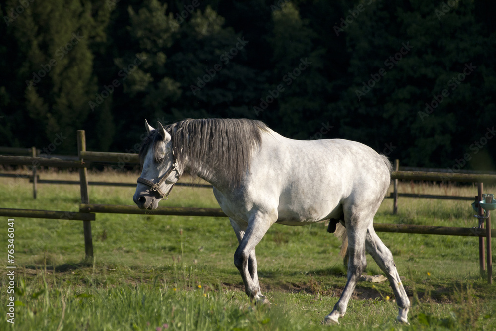 Schimmel Hengst aus der Koppel