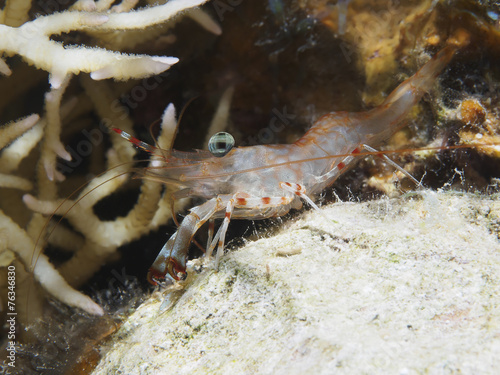 Reticulated Hinge-Beak Shrimp © dynamofoto