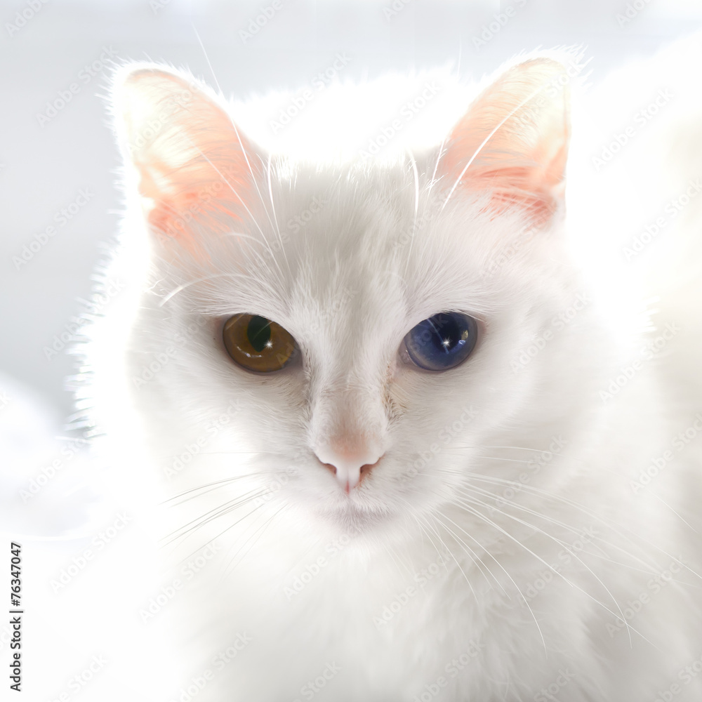 the white cat with minnow eyes