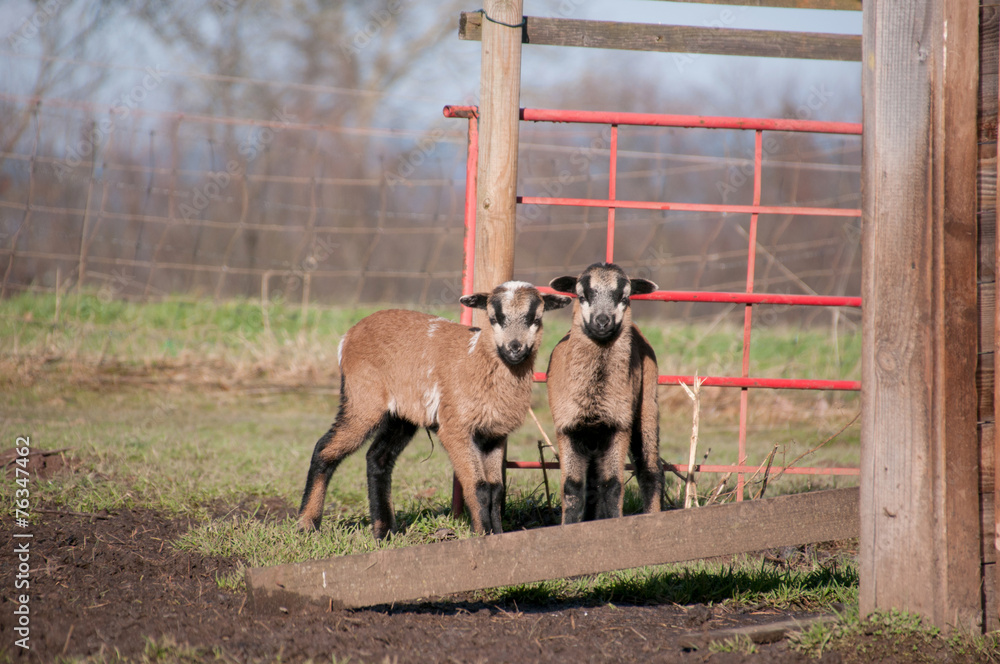 Fototapeta premium Schaf Babys