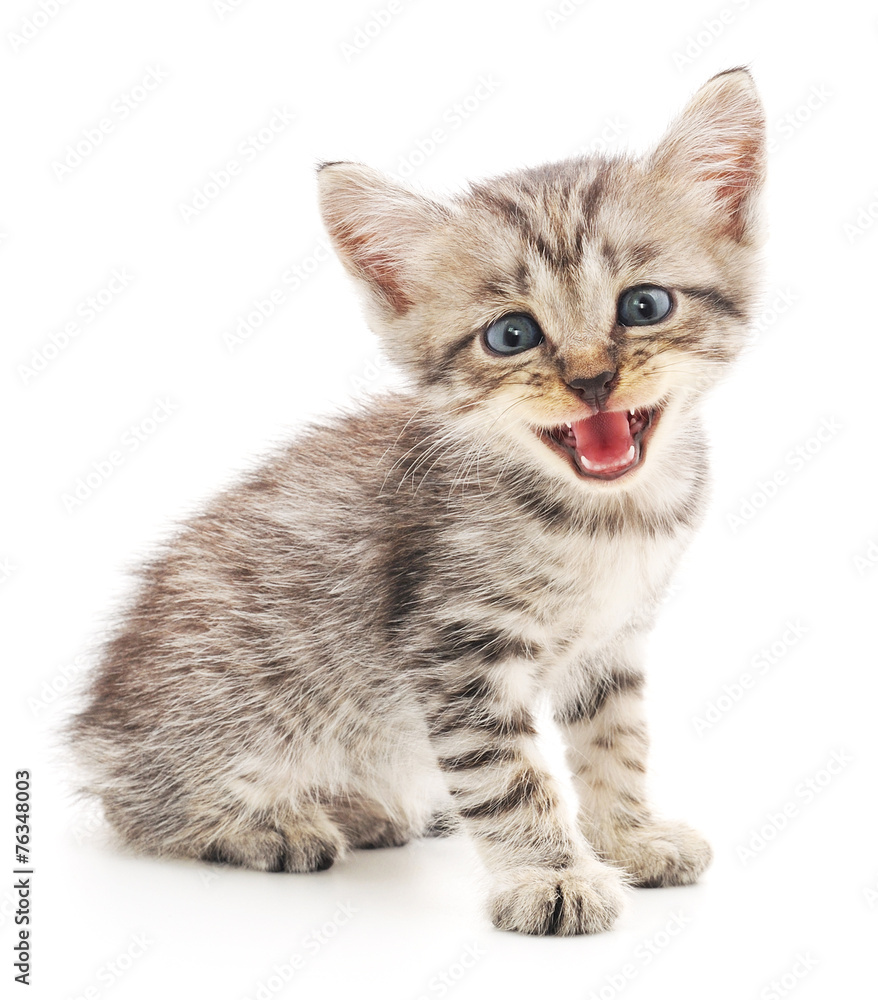 Kitten on a white background