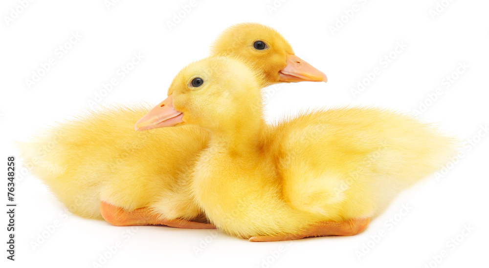 Two ducklings