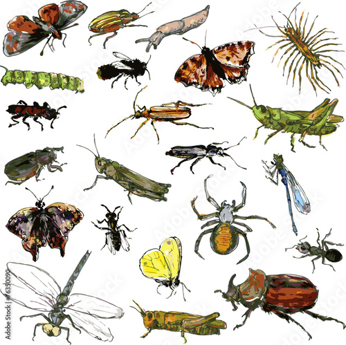 set of watercolor drawing insects © cat_arch_angel