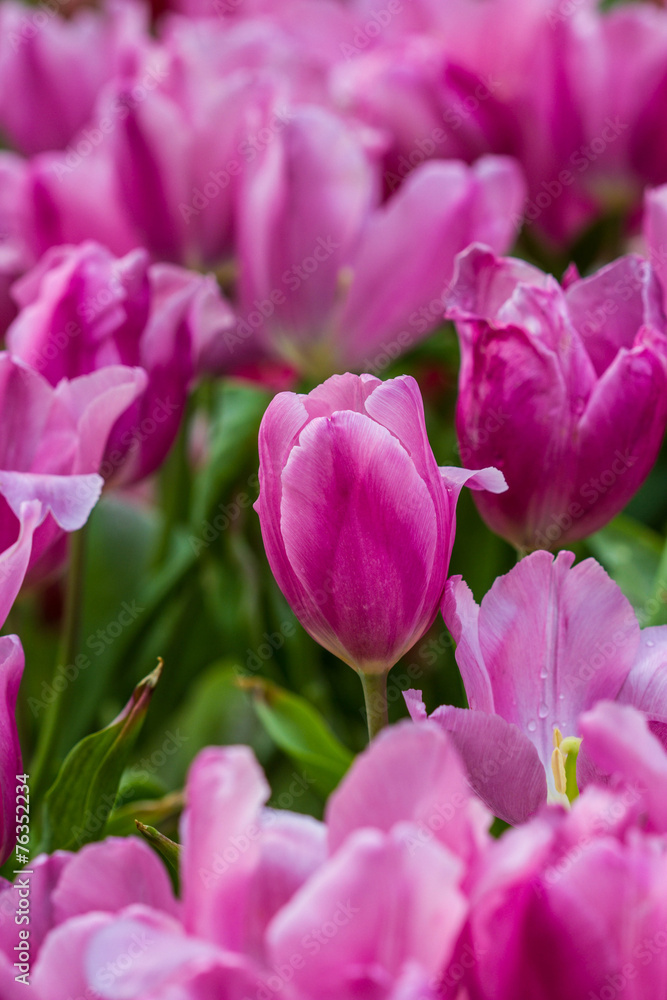 pink tulips pink tulips