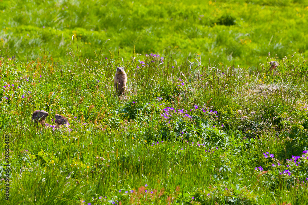 Obraz premium Marmots