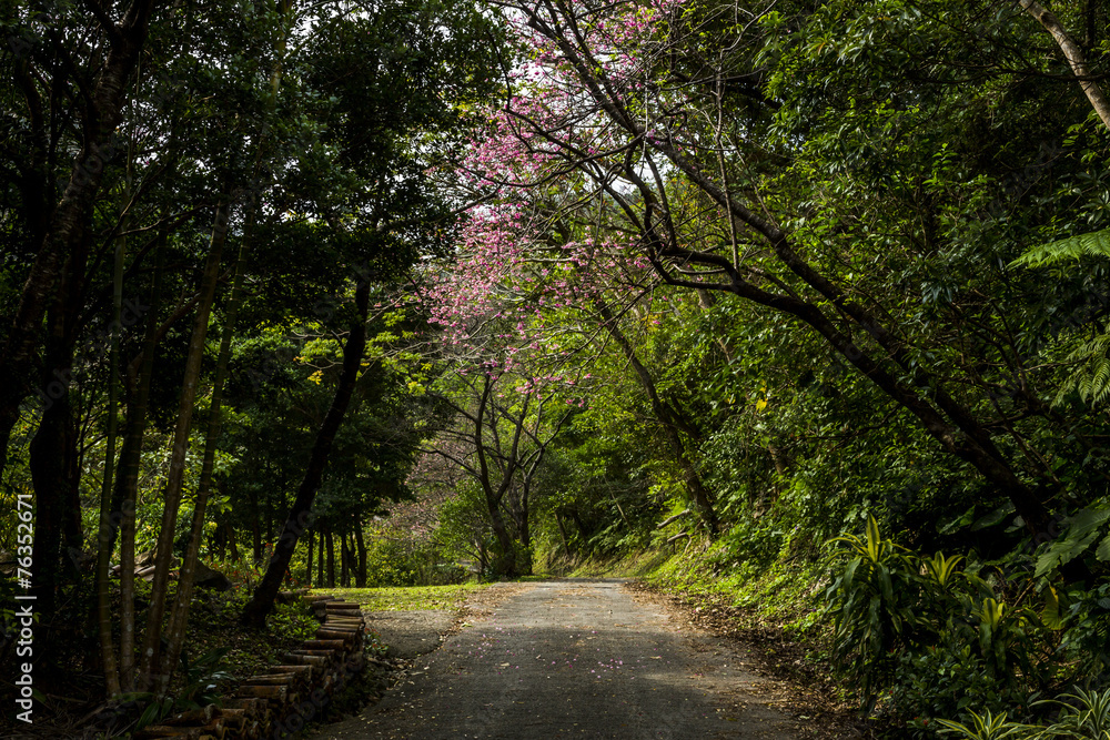 Naklejka premium 沖縄の桜がある道