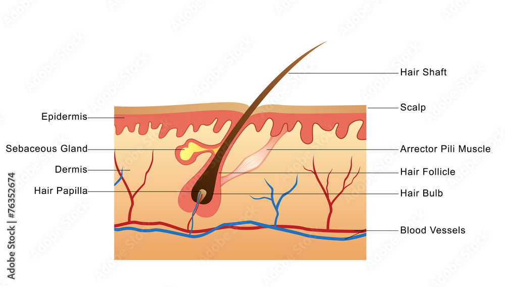 Structure of Hair
