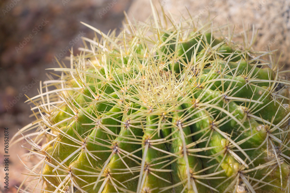 Close Up of Cactus Thorns , pattern background Close Up of Cactus Thorns , pattern background