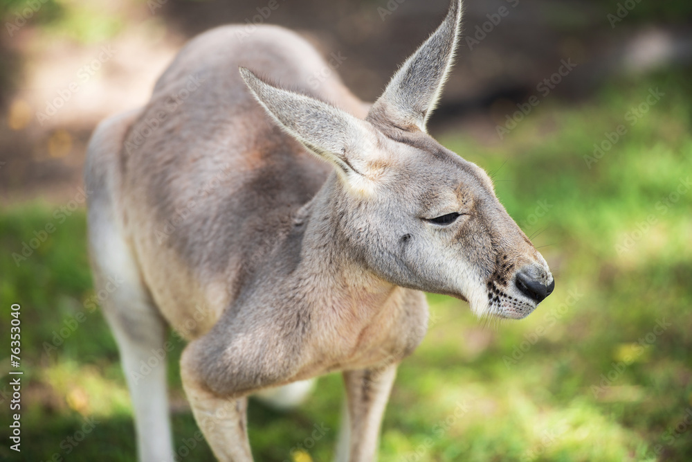 Fototapeta premium An Australian kangaroo outdoors on the grass.